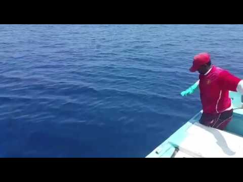 صيد الجيذر محافظة ظفار 5 العوضي