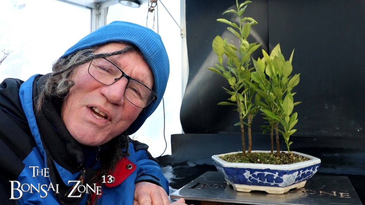 Обрезка моих деревьев помело, Зона бонсай, февраль 2026 г.