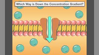 Concentration Gradient