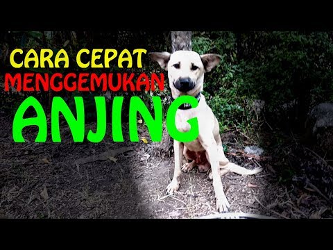 Video: Cara Membungkus Bahu Anjing (dengan Gambar)