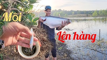 Săn thác lác vừa xuống mồi cá đã ăn ✅️tập3 #cauca #giaitri