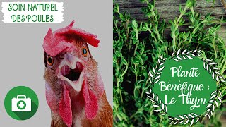 Plantes Bénéfiques pour les poules : le Thym 🐔Soin naturel des poules