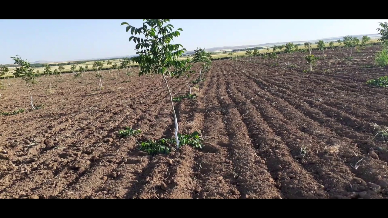 57- 2000 fidanlı Chandler Ceviz bahcesi Yaz budaması yapıyoruz, 7x7dikim, Şanlıurfa Hilvan