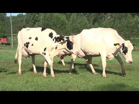 LOTE 99   21º LEILÃO SANTA LUZIA LEITE COM RAÇA🥛🐄