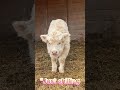 Cute Baby Cow Standing and Playing 🐄💖 #shorts #viralvideo #cuteanimals