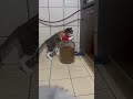 Funniest Cat & Dog Moments Ever😂#FunnyPets #CatsAndDogs #PetVideos #FunnyCats #FunnyDogs #fyp