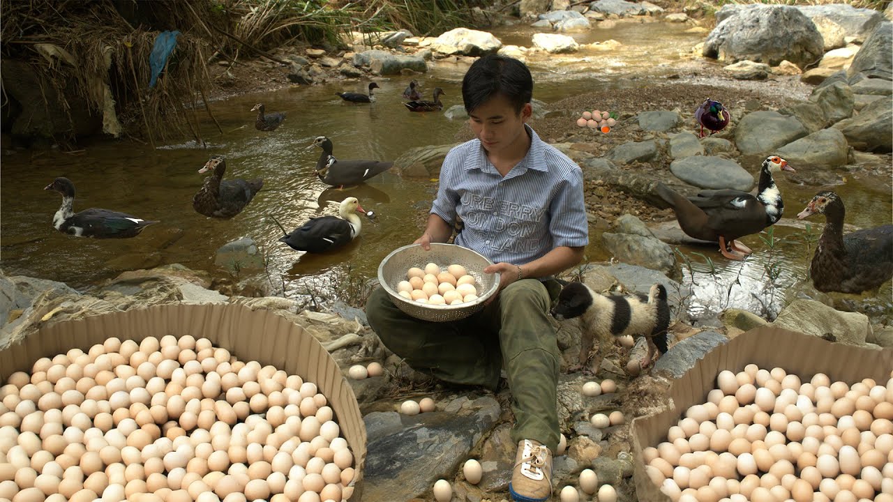 Неожиданное открытие утиных яиц. Отремонтируйте дом, посадите больше ананасовых деревьев | Thanh Duo
