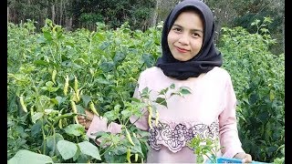 Kunci Sukses Budidaya Cabe Rawit Sehat dan Lebat