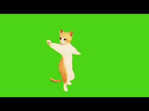 Dance Like A Cat With This Fun Green Screen Video!