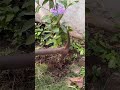 FA9LA  अमुरुद का पौधा #nature #shorts #trending  !! Trending song