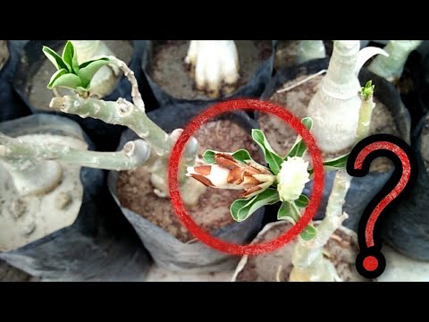 Why My Adenium S Flower Turning Brown And Fall Down Youtube