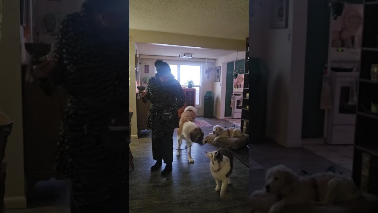 Оценка поведения на чипсах: аккуратное принятие лакомства и зрительный контакт.