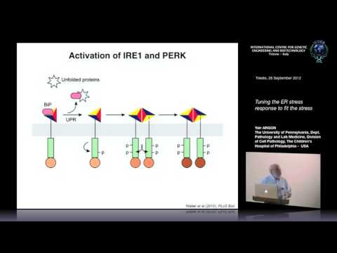 Video: Izveidoto TH2 šūnu Apstrāde Ar 4μ8c, Kas Ir IRE1α Inhibitors, Bloķē IL-5, Bet Ne IL-4 Sekrēciju