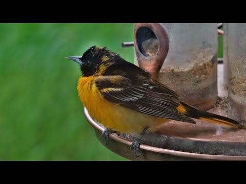 dog tv é bom The Baltimore Oriole (Iceterus Galbula) - Feeding, Singing and a Brief Skirmish