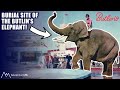 Exploring the lost butlins filey holiday camp  the buried elephant