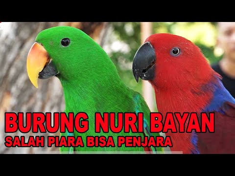 Video: Apakah Burung Nuri Terbesar