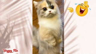 Funniest animal videos 2024 🦧😂 Cute cats and dogs compilation 🐱🐶