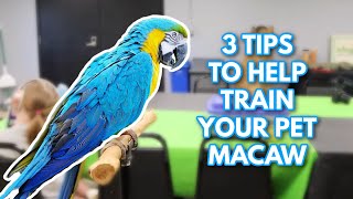 3 Tips to Help Train Your Pet Macaw