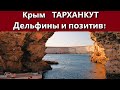 Крым Тарханкут. Дельфины и позитив! Не пропустите!