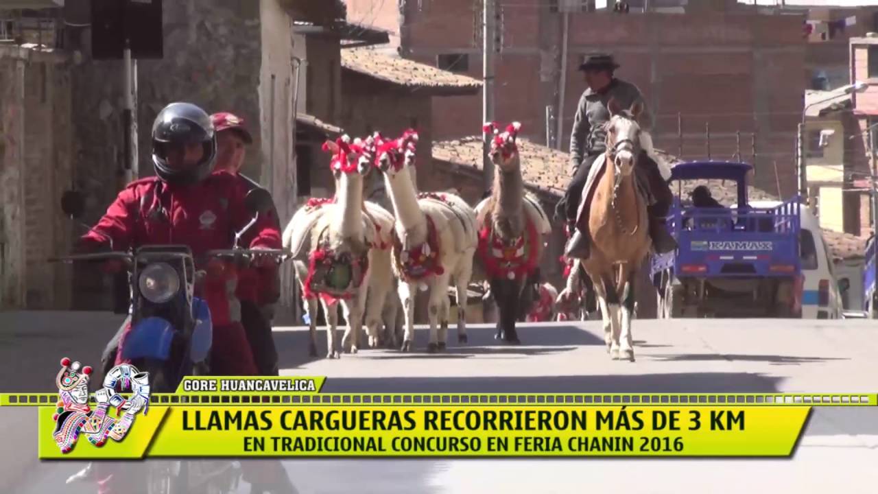 LLAMAS CARGUERAS RECORRIERON MÁS DE 3 KM - GOBIERNO REGIONAL DE HUANCAVELICA GESTIÓN 2015 - 2018 regional pokemon