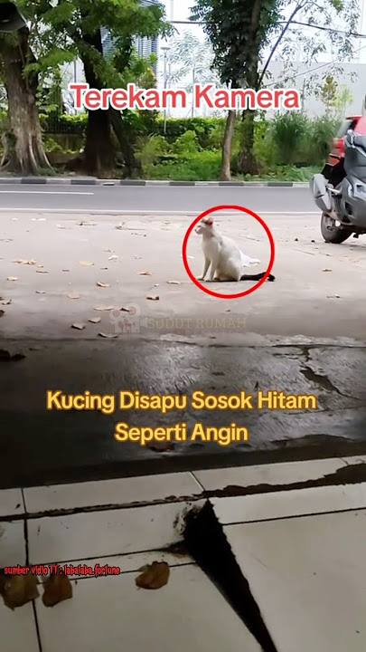 DISAPU SOSOK HITAM, HAH😧❓#trending #shorts #horror #hantu #setan #penampakan #creepy #hororkomedi