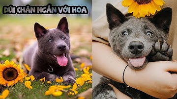 Idol Dúi - Nguyễn Văn Dúi - Dúi Chân Ngắn Đáng Yêu