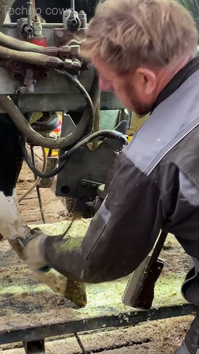 how-to-trim-cow-hooves-correctly-amazing-hoof-treatment-howitworks