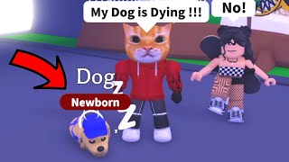 Stronk Cat Played Roblox Adopt Me For The First Time