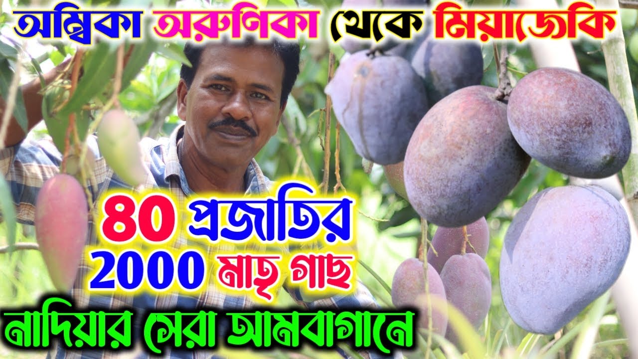 অম্বিকা অরুণিকা থেকে মিয়াজেকি 80 প্রজাতির 2000 মাতৃ গাছ পাবেন নাদিয়ার সেরা আমবাগানে