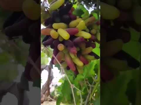 عنب الياقوت الأسود المغرب عمر السعودية الزراعة المنزلية مصر  تونس  الجزائر
