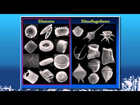 Video: Hvilke af følgende er planktoniske former?