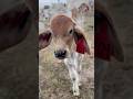 CURIOUS. #calf #brahman #cow #ranching #farming