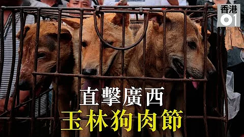 直击广西玉林狗肉节 逾千犬频临被宰杀 - 天天要闻