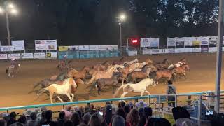 Philomath Frolic Rodeos Traditional Stampede