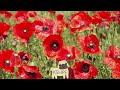 Poppies Remembrance Day Choir Song πΆ