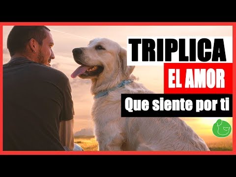 Video: Cómo Hacer Que Un Perro Ame A Su Dueño