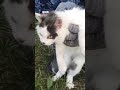 Daawo bisad daroogo lagu qariyay oo lagu qabtay albaabka xabsi ku yaalla Ruushka.
