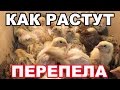 Как Растут Мои Перепелята