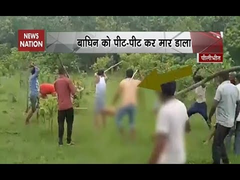 pilibhit to bareilly Tigress trapped, beaten to death in Uttar Pradesh's Pilibhit