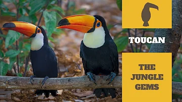 Toucan: The JUNGLE Gems | Meet The Wild