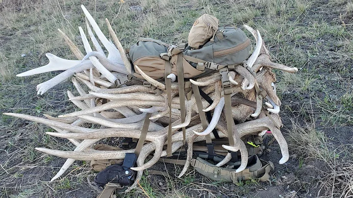 The Most Elk Sheds We've Found In a Day!