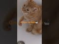 #gingercat #catvideos #catbathing #straycat #tabbycat #catshorts #cats #catlover Bathing cats