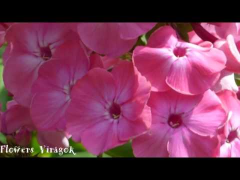 Video: Bantalan Meja Phlox