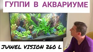 Гуппи в аквариуме. Одна из самых красивых рыбок. Аквариум Juwel vision 260 л. Выпуск 11. Гуппи в аквариуме. Одна из самых красивых рыбок. Аквариум Juwel vision 260 л. Выпуск 11.