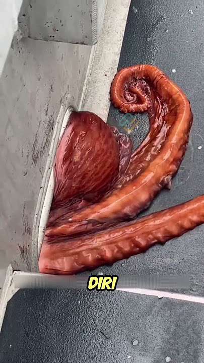 Inilah Rahasia Mengapa Gurita Bisa Melewati Celah Apapun