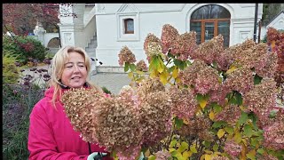 видео: Как правильно обрЕзать метельчатую гортензию в зиму для пышного цветения на будущий год? картинка: Как правильно обрЕзать метельчатую гортензию в зиму для пышного цветения на будущий год?