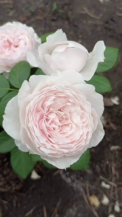 Роза Герцогиня Кристиана.♥️💓🌹Невероятная.... Цветёт впервые.24.06.24 ...
