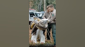 saves a big eagle from python