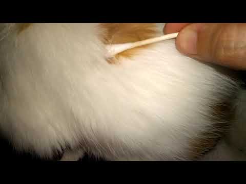فيديو: كيفية علاج الإكزيما في القطط