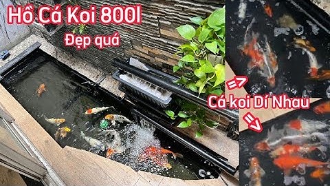 Hồ Cá Koi 800l Đẹp - Hồ Bọt Nhiều - Nguyên Nhân Và Cách Khắc Phục.